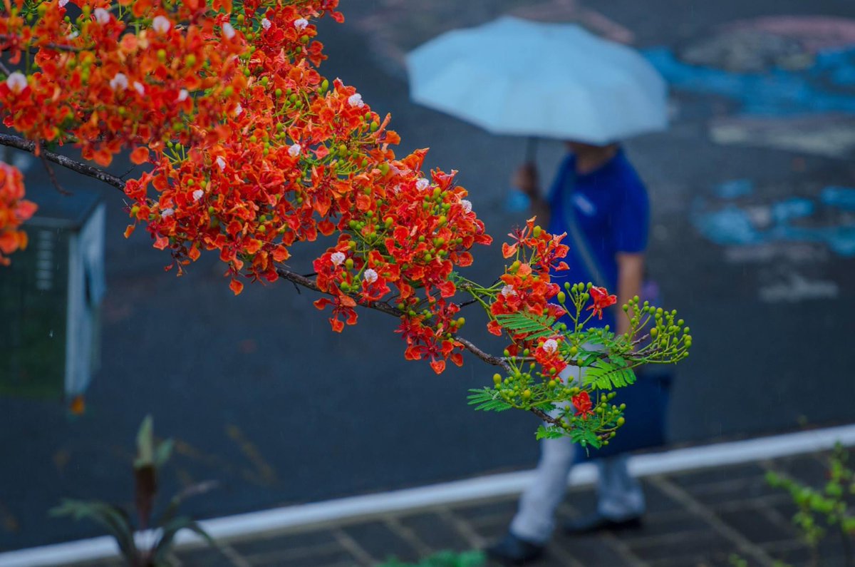 May mga naka-miss din daw nito, kaya ilagay ko na rin dito. Ang pampapula ng Diliman pagdating ng Mayo hanggang Hunyo.