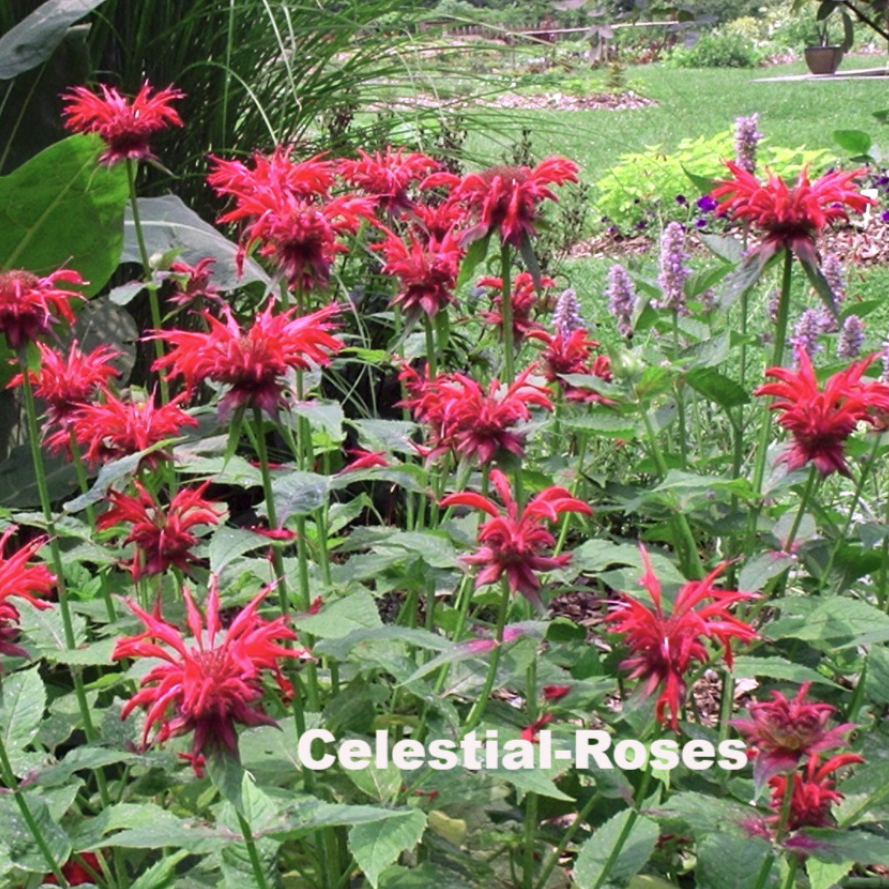 天空のバラ園 園主 モナルダ ベルガモット Monarda Spp T Co Gv15xt4o49 名は 柑橘のベルガモットに香りが似ていることに由来する やや日当たりを好む 葉や花をティー クラフト ポプリなどに 強健 天空のバラ園 バラの苗 花の苗 産地