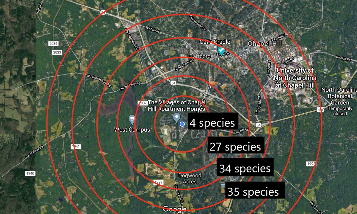 bradleyallf's tweet photo. Over the past few years I have found nearly 40 herp species within walking distance of my urban apartment. I think I can get to 50 this summer. 

Wilderness is closer than you think. 
#SmallDiscoverySunday #HerpsOfNC #UrbanWildlife https://t.co/BJdOMjwzfk