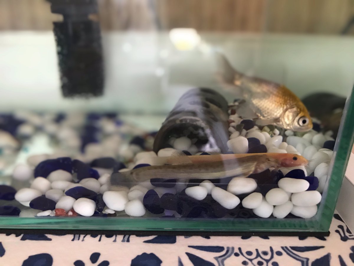 グラステリアスリム450