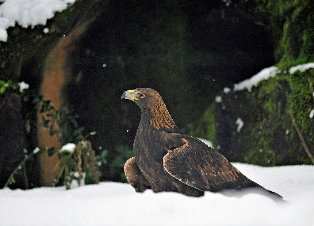 秘蔵☝️雪原のイヌワシ。 純白の景色の中に、金褐色の羽毛が輝いて