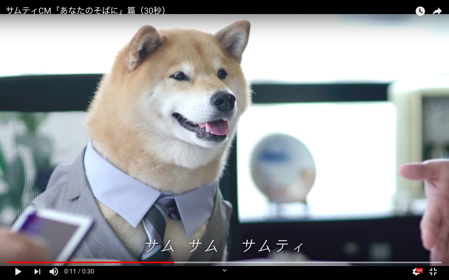 Zon Taichiro Otomo サムティのcmに出てる芝犬まる Marutarostaff がかわいすぎる件 もっふもふしてやがる Zon Taichiro Otomo サムティのcmに出てる芝犬まる Marutarostaff がかわいすぎる件 もっふもふしてやがる