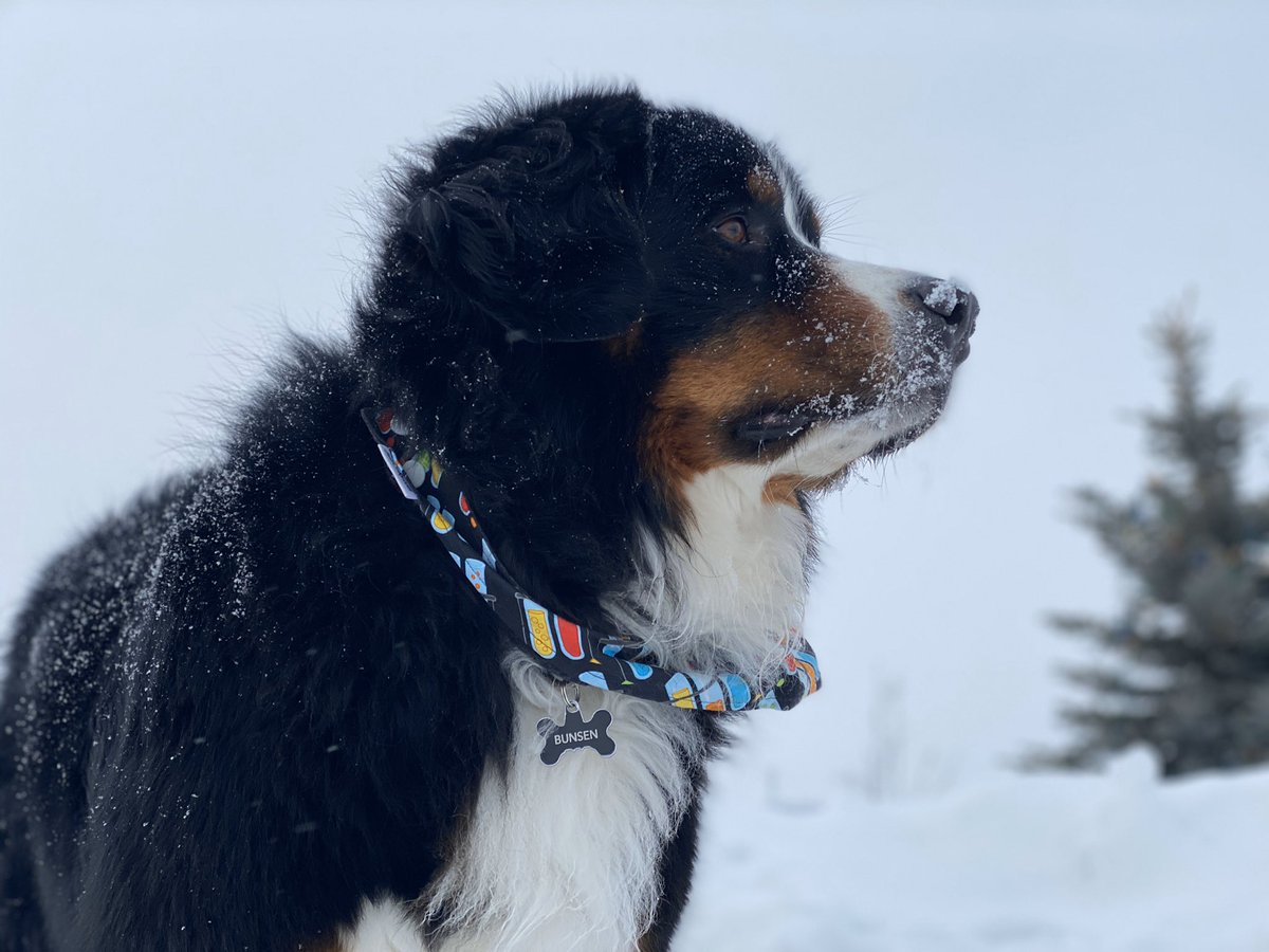 bunsenbernerbmd's tweet photo. We hit 50,000 followers!  Thank you all SO MUCH for the pupport!
Bunsen’s reach is now enormous for #scicomm #science #empathy and #cuteness
I think it’s time for a push to get verified!  Help retweet and comment to get Twitter’s attention!
@twitter @premiumbusiness @TwitterSupport https://t.co/1lfpRjxqks