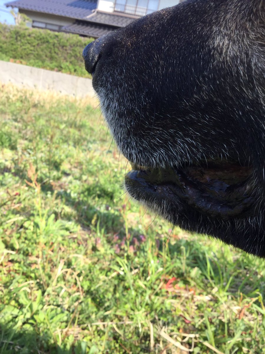 犬のヒゲ
