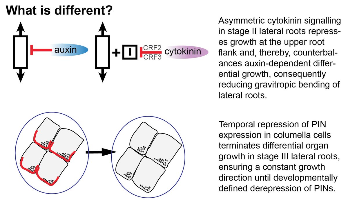 Our latest: Asymmetric cytokinin signalling opposes gravitropism in roots by  @saschawaidmann  https://onlinelibrary.wiley.com/doi/abs/10.1111/jipb.12929