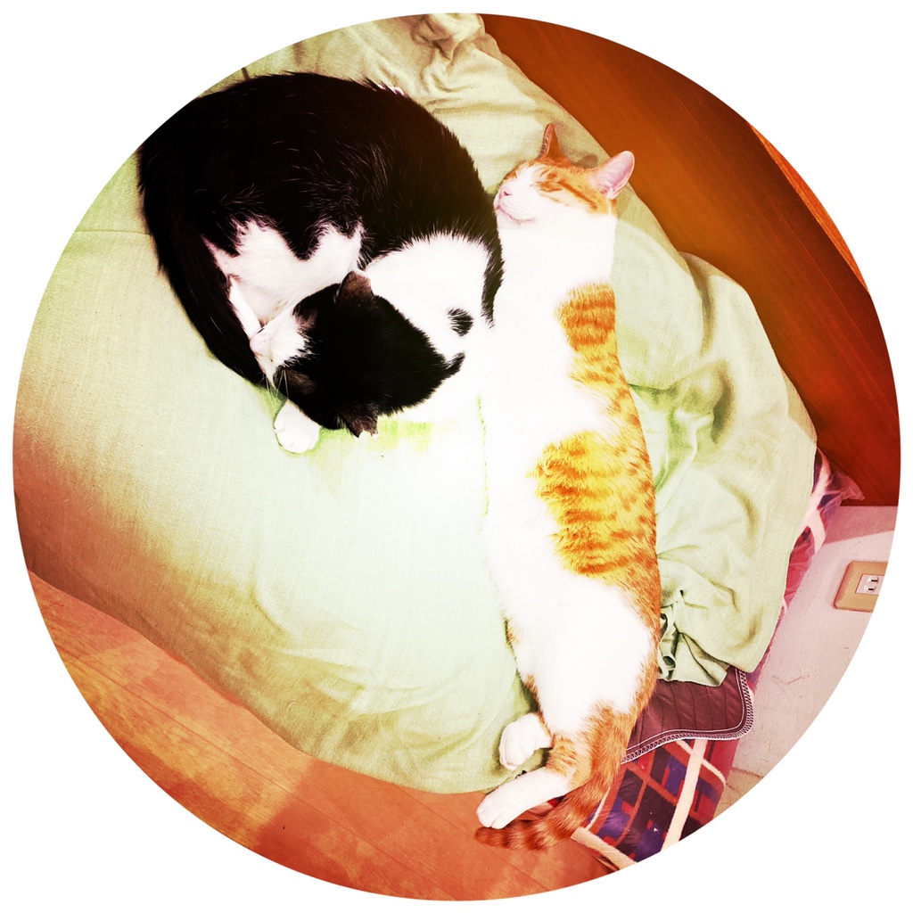 obi_wan_eclipse's tweet photo. Circle and stick. #猫式 #cat #ShotoniPhone #LuciferVI #OG #Hipstamatic https://t.co/OEiHEc8jfT