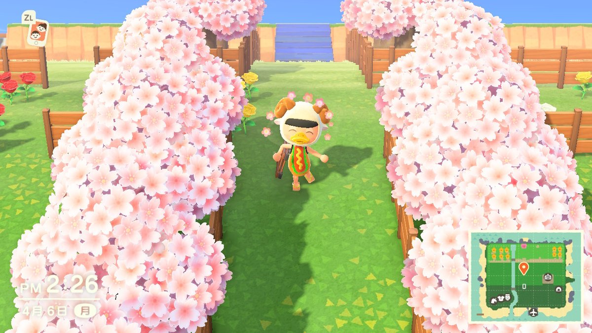 苺だいふく 桜並木が綺麗 あつ森フレンド募集 あつ森 どうぶつの森 Animalcrossing Acnh Nintendoswitch 苺だいふく 桜並木が綺麗 あつ森フレンド募集 あつ森 どうぶつの森 Animalcrossing Acnh Nintendoswitch