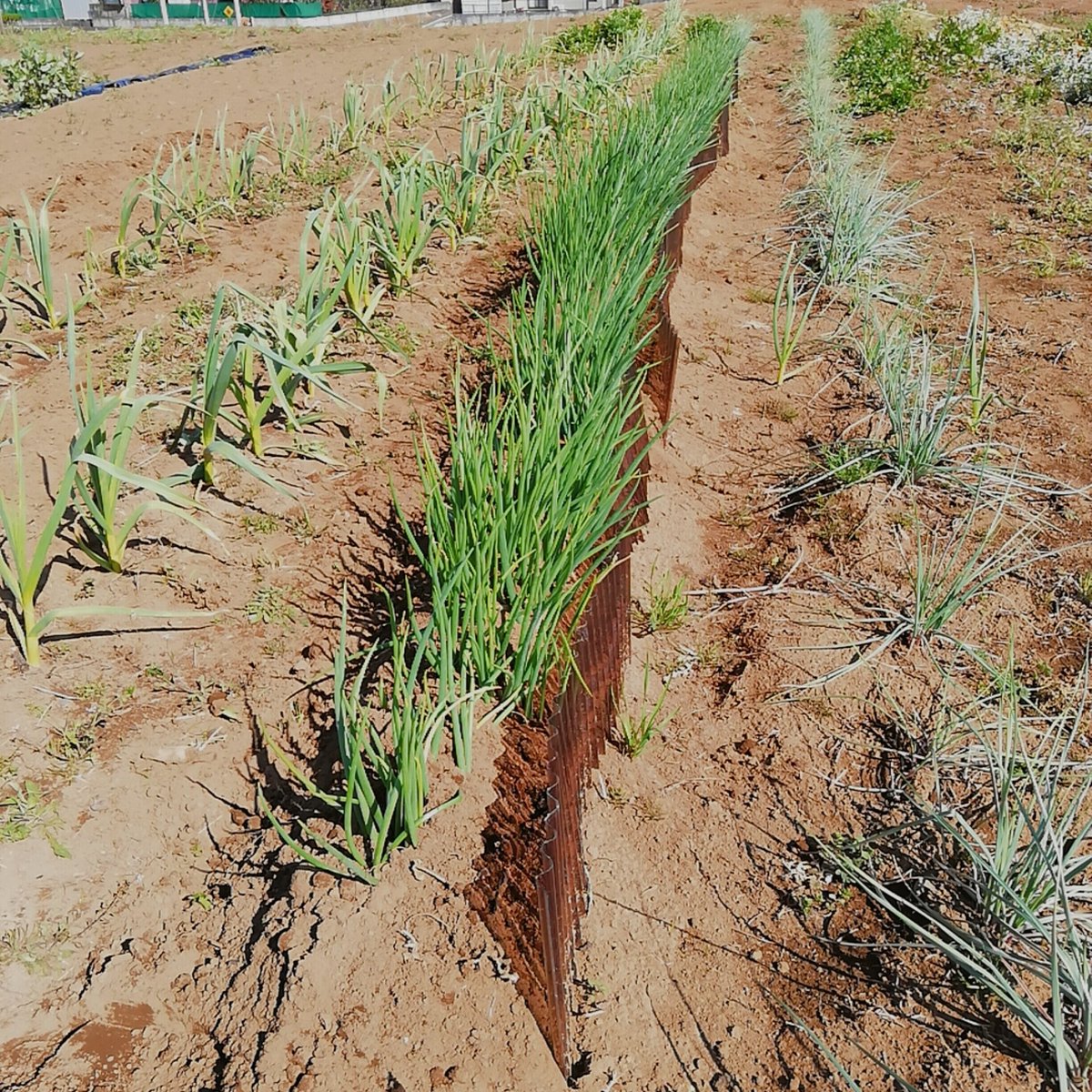 ヨルガオ على تويتر 左 にんにく わけぎ エシャロット 収穫まであと少し 早く収穫したい 広い畑で1人で作業 何にも気を使わず 天気も良くて風も少ないので最高すぎるな