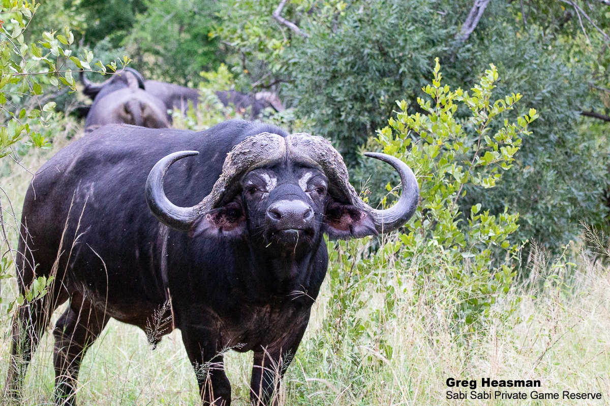 Sabi Sabi on Twitter: "A buffalo gives us an unimpressed look. #buffalo #big5 #boss https://t.co/v7Ir7ds347" / Twitter