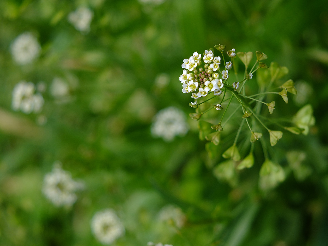 が まし の たよ 花 ぺんぺん草 咲き ロマンチックなナズナの花言葉の意味と、ぺんぺん草の鳴らし方