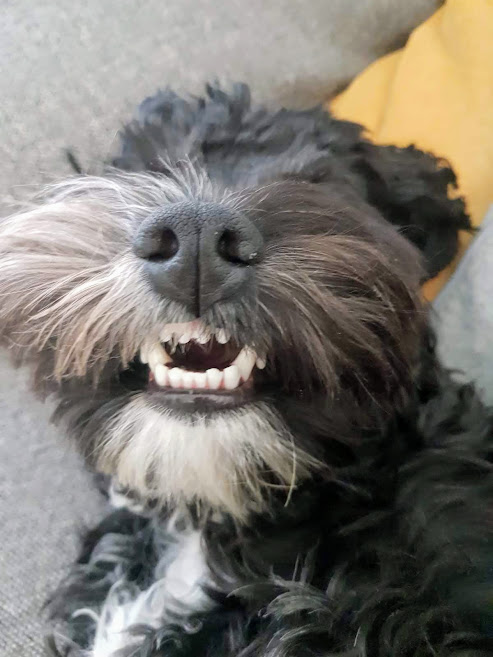 CockapooBarry's tweet image. My human told me I was a good boy. I just couldn't stop laughing. #dogsoftwitter