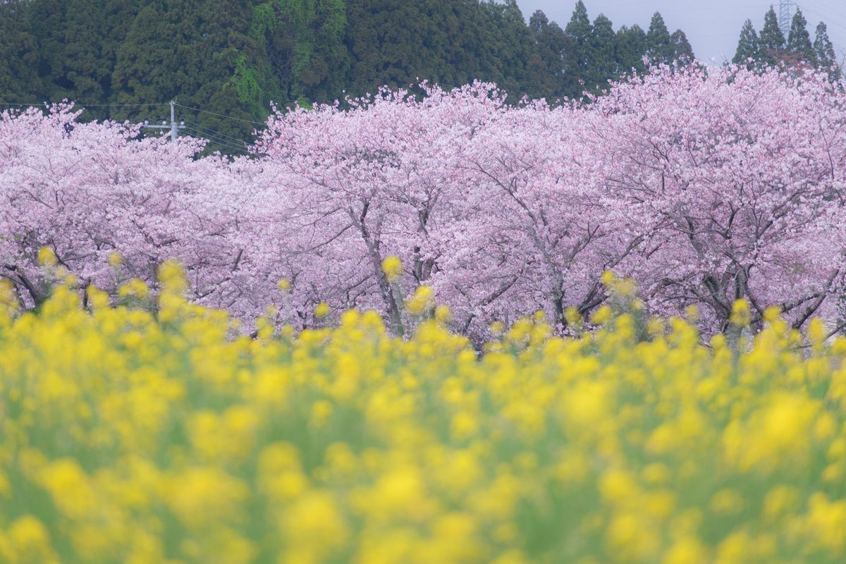 【最新】 春の 風景 画像 ~ 無料の印刷可能なイラスト画像