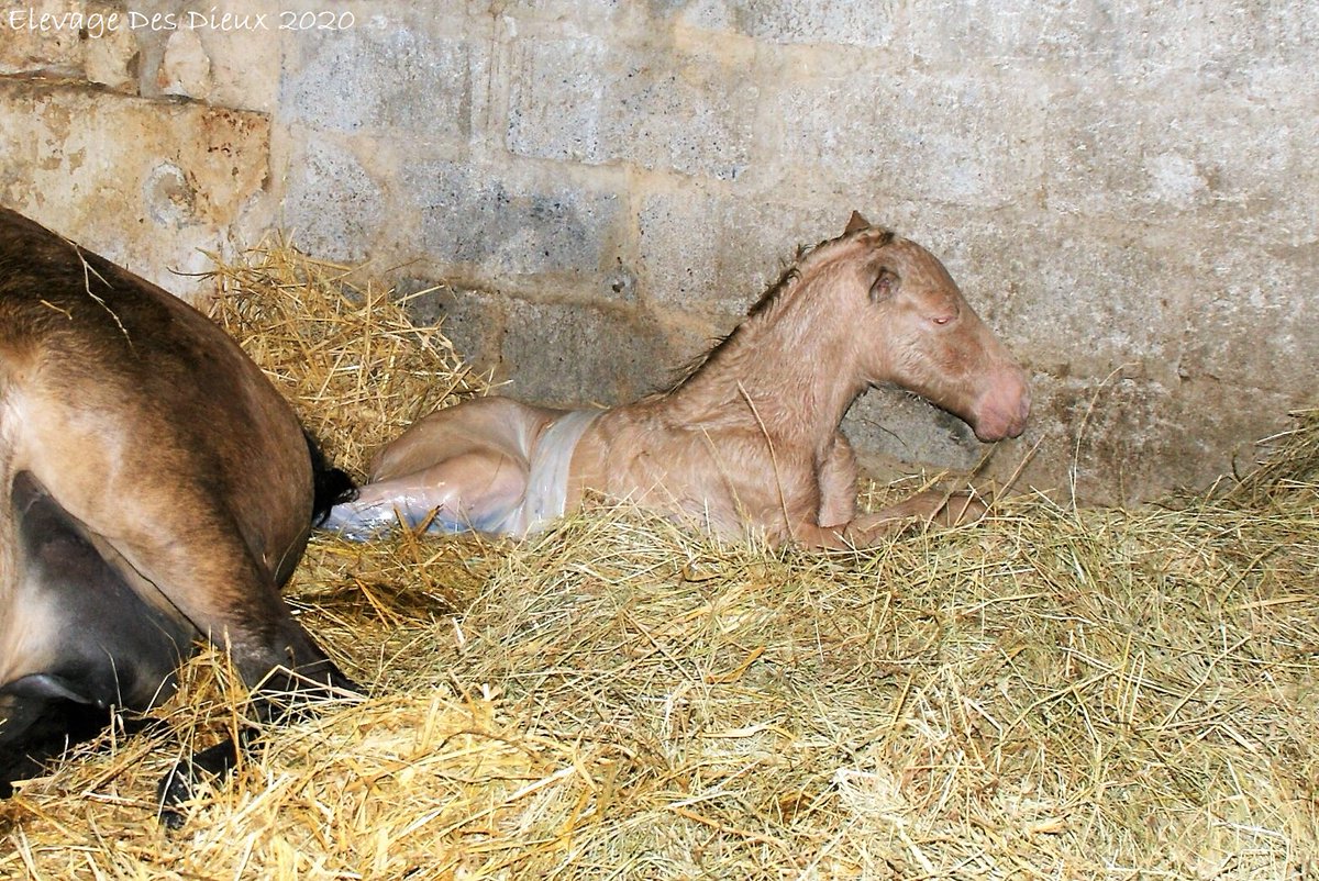 AnneCoynault's tweet photo. 1er naissance d'une Pouliche PP Race Crème de robe crème de notre jeune étalon PRE " PRESIDENTE " et de Calanne Des Dieux .
Voici KATCELA DES DIEUX née le 02/04/2020 à 2H 03 du matin .
Contact : Elevage Des Dieux 
Tel : 06 03 01 90 88 . https://t.co/poeI7CbdMe