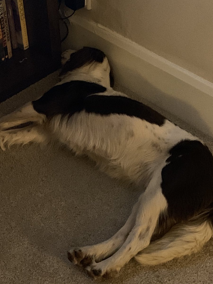 Chrisroddisf's tweet photo. Nearly 4 weeks of WFH. think the dog has had enough of us now. https://t.co/G90CgbFqzZ