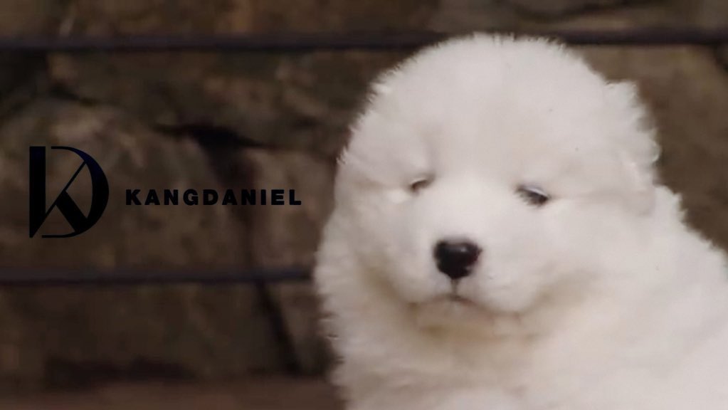 Kang_twtv's tweet photo. We have Konnect_Kang Daniel😍😂
#2U
#KangDaniel2U https://t.co/MZgunlQTsb