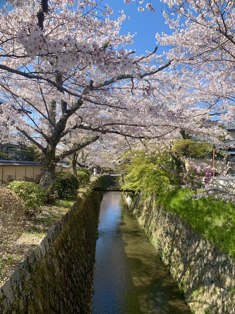 KyotoMogana's tweet photo. Sakura blooming at their best in Kyoto, along the Philosopher’s path.
Tranquil and gorgeous.
Show you staying safe at home.
#kyoto #sakura #cherryblossom #philosopherspath #桜 #京都 #哲学の道 #japan #StayHome https://t.co/Scy4pafVnG