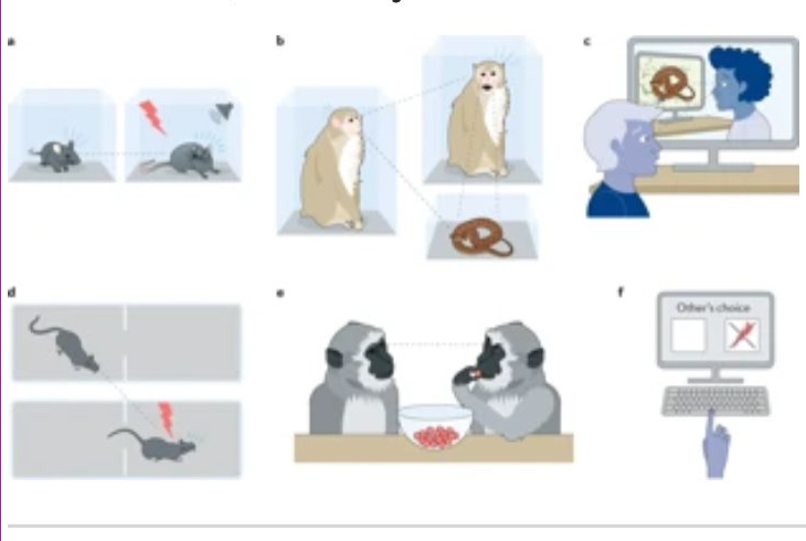 abenitezburraco's tweet image. The neural systems of social learning (= crucially involved in cultural evolution)
👉follows the same principles as self-experienced value-based learning
👉implemented in circuits activated across task domains + regions processing social information nature.com/articles/s4158…