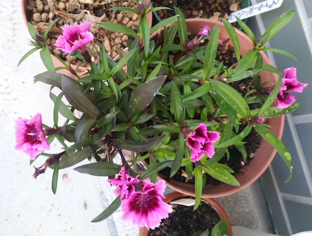 こころんグリーン ナデシコの花が 元気にたくさん咲いています 濃いピンクのツートンカラーの花が 美しいです この株が去年 切り花だったものを 挿し芽して成長したとは思えないですね ナデシコ 花 濃いピンク ツートンカラー 挿し芽 園芸品種