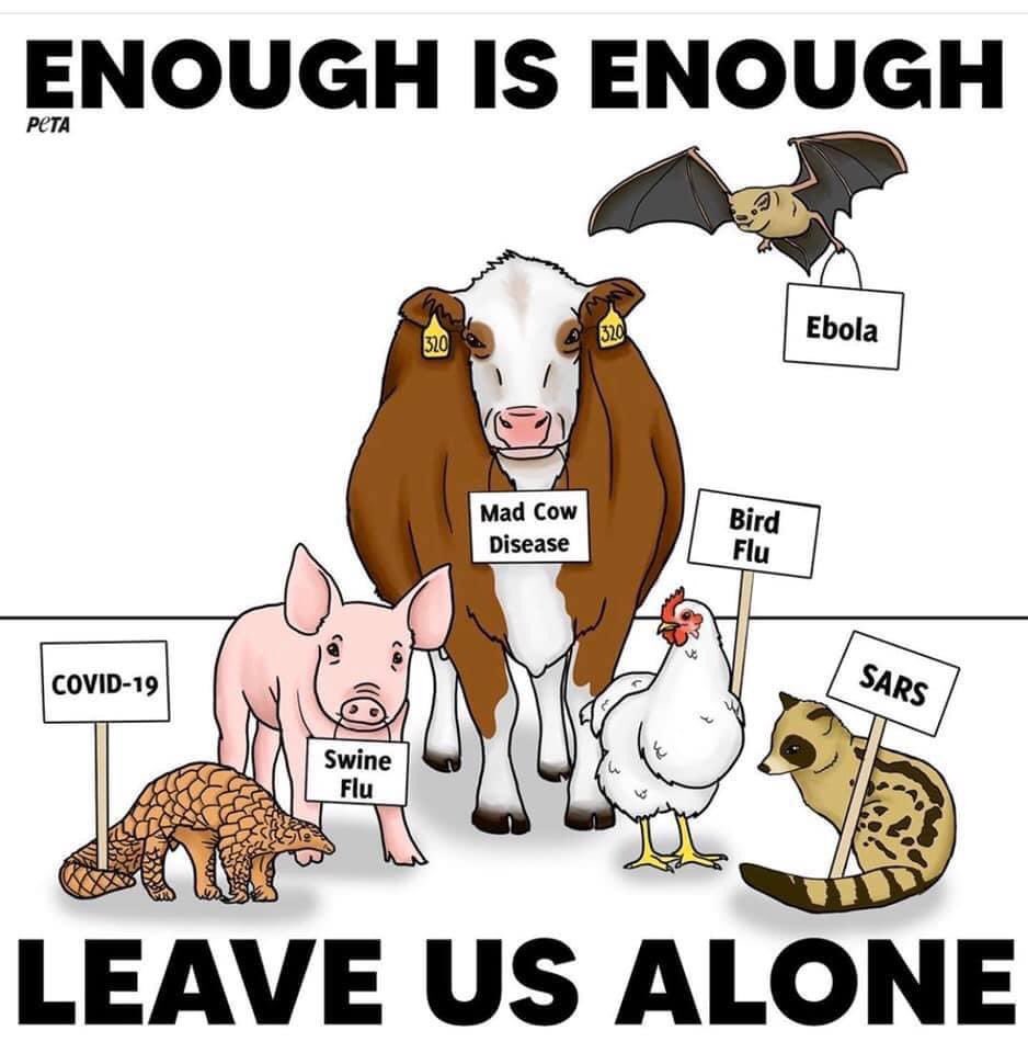 emmababic's tweet photo. Just watched the #bcm312 lecture on how anthropomorphism makes animals disappear... then open Facebook to this image... weird how the media will use the animal image to its advantage in opposing ways ☹️(yes I know this is a peta post I’m just sayin) https://t.co/oU20r1cfMZ