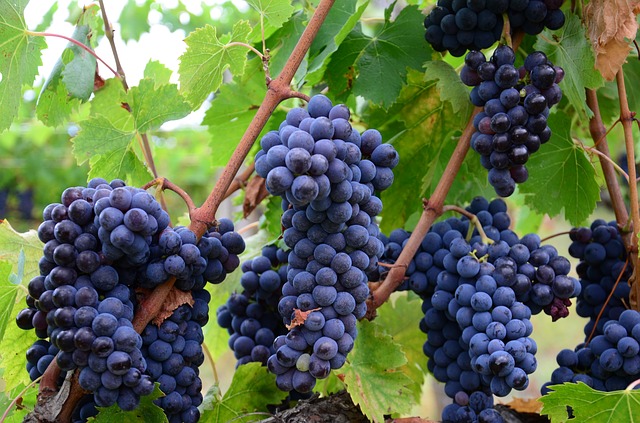Cusiflorence's tweet photo. From Chianti to Brunello...Cusiflorence is the safest way to drive to your wine tastings... #cusiflorence #cusiflorenceservices #wine #winetasting #chianti #chianticlassico #chiantiwine #winery #daytrip #disposal #brunellodimontalcino #rossodimontepulciano #brunellowine #tuscany https://t.co/qTD5YsGvmz