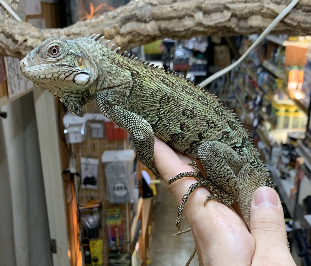 爬虫類倶楽部 中野店 本アカウント 在庫イグアナ紹介 1 2枚目 パレンケアイランドピンクヘッドイグアナ カッコよく育ってます 性格も大人しいですよ 3枚目 グリーンイグアナ スーパーレッドアルビノ 尾切れの為特価販売中です 4枚目 クシ