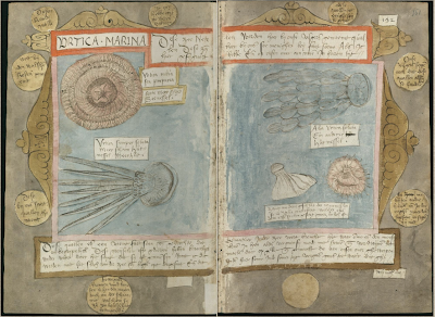 1/ It's Monday and we continue our abecedary of early modern animals in  #lockdownbestiary with the J for  #Jellyfish. In the Visboeck of Adriaen Coenen (1579), jellyfish are one of the only animals of the sea that Coenen considered useless and incomprehensible to mankind (78 E 54)