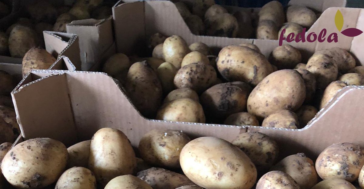 PapasFedola's tweet image. Fedola en El Chorrillo y en Mercatenerife dan la bienvenida a la #SemanaSanta con papas nuevas, recién recogidas, de la variedad Slaney.

¡Así da gusto comentar la semana!

#Papadelpaís #slaney #FedolaPapas