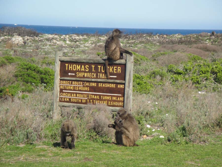 impulsegetaways's tweet photo. Attractions Near Cape Town ~ Cape Point lies at the tip of the Cape Peninsula, a nature reserve within the Table Mountain National Park. Originally named the Cape of Storms by the navigator Bartolomeu Dias, it features an 1859 lighthouse. This is truly a nature lover’s paradise! https://t.co/wR10gDuWxj