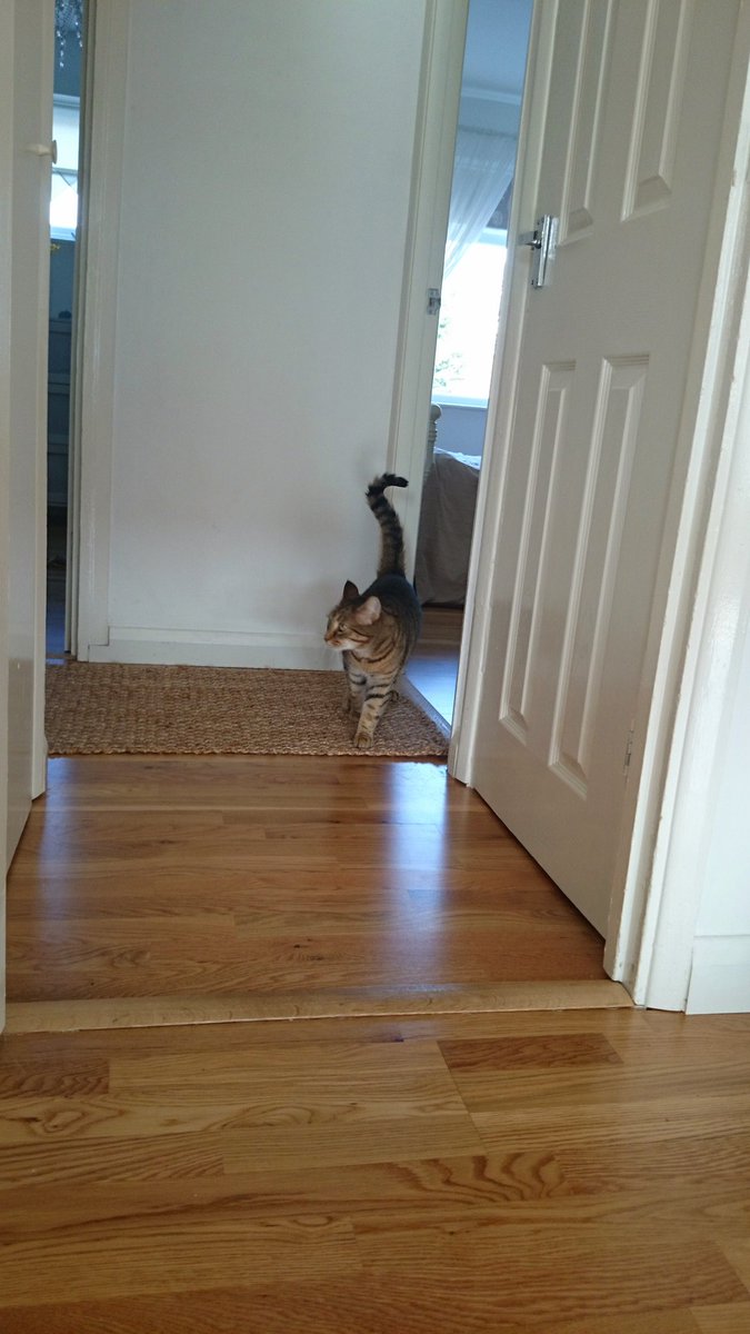 Notmycat1's tweet photo. Walking into Monday with my tail held high. Hooman hopes Boris gets well soon & everyone suffering with it at the moment #getwellsooneveryone #GetWellBoris #cats #CatsOnTwitter #catsofinstagram #CatsOfTwitter #notmycat #Idontevenlivehere https://t.co/g29ET7l5rV