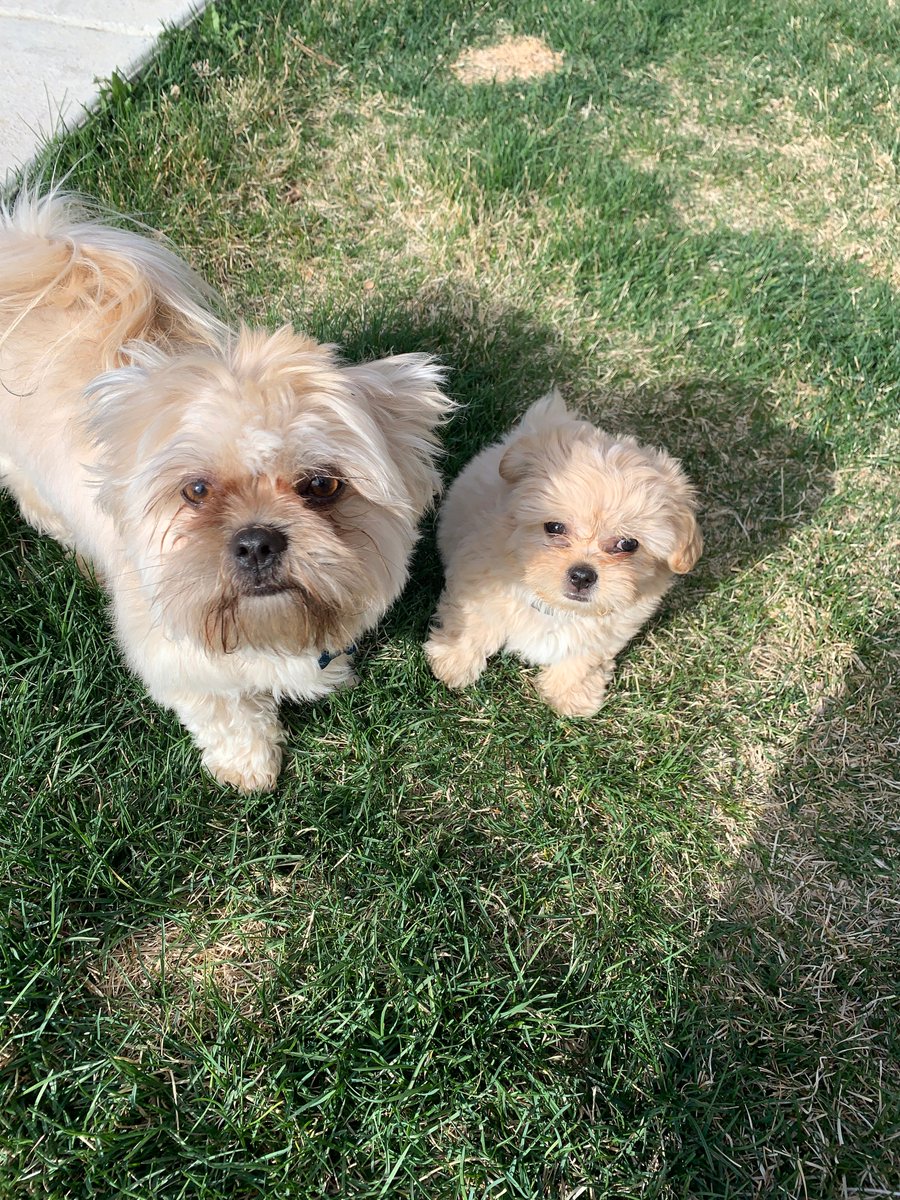 TheToday_News's tweet photo. Here’s a look of Today writer Carlos Sanchez's fur babies, Chapo and Sonny. Post your furry friends and tag @TheToday_News to show us your quarantine safe pals! #furparent #covid19 https://t.co/rtBVfyvmoI