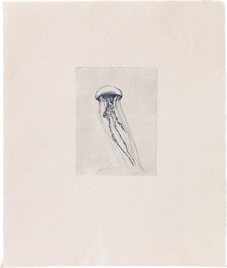 In Antiquity ruled Pulmo marinus, sea lung, now called Pelagia noctiluca, night-light of the sea. Their older name likely refers to the lung-like expansion and contraction of a Medusa-in-motion. (Etching by Cathrine Raben Davidsen)