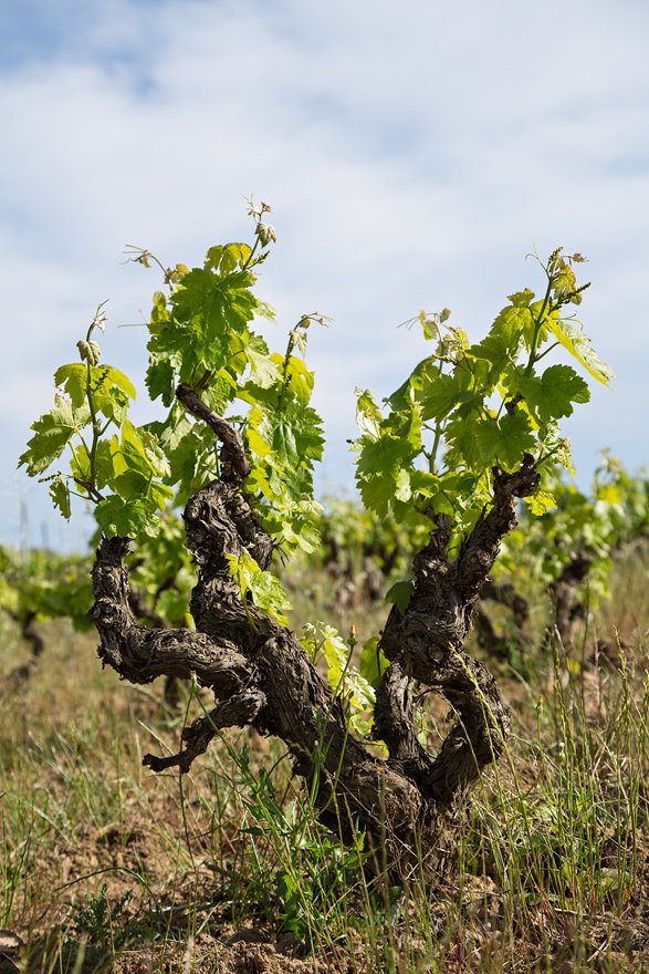 Pimecava tweet media