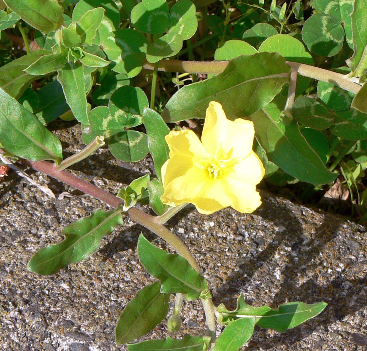 こころんグリーン 黄色い花のマツヨイグサが咲いていました アカバナ科マツヨイグサ属の一年草または 多年草です 南北アメリカ原産ですが 帰化植物になっています マツヨイグサ 黄色い花 アカバナ科 マツヨイグサ属 南北アメリカ原産 帰化植物