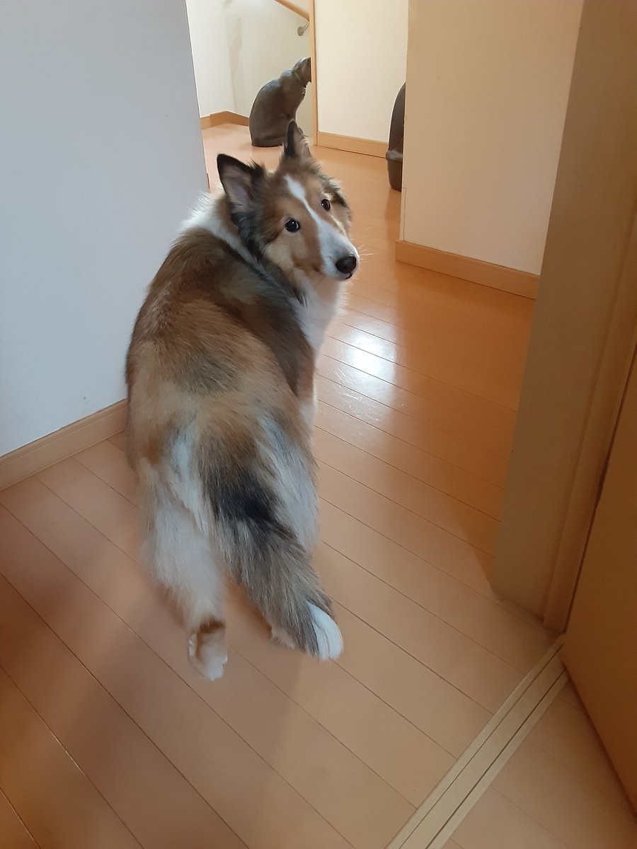 Huu04's tweet photo. ちなみにあのシーンの、2分前の写真が、こちら。
右が、一番はじめの写真。
「弟のところ行ってくる！」
左が、二番目の写真。
「ねーねー！」
彼女はその後の展開を、まだ予測出来ていなかった… https://t.co/qLXdOsWMA7