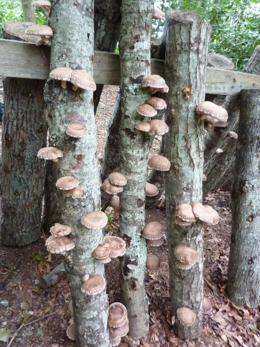 Since you're stuck at home, thinking about food, looking for projects to do with your kids, maybe consider growing your own MUSHROOMS. This is a thread about doing that.