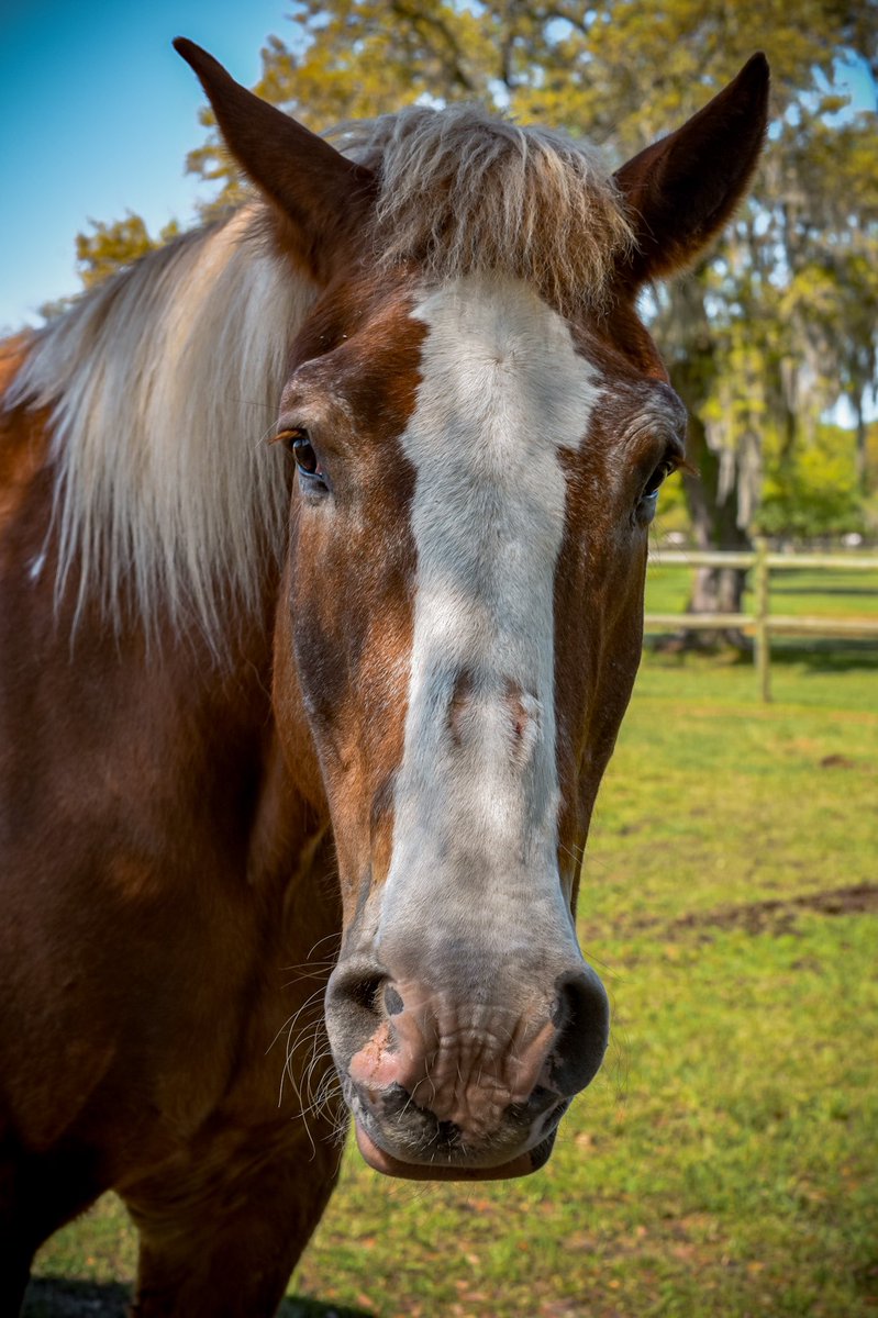 Happy Monday everyone! May you have a wonderful week ahead! #oldsouthcarriagecompany #MondayMorning #MondayMotivaton #MondayMood