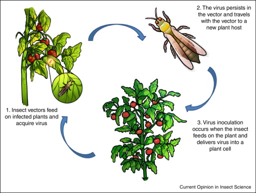Agrojay_'s tweet photo. https://t.co/S7W343Lq0n
Most plant viruses are rod-shaped, with protein discs forming a tube surrounding the viral genome; isometric particles are another common structure.
#agriculture #Farmers #prosperity #Digital #DigitalMarketing 
@nashik_feed @AgriGoI @NPCI_NPCI @PMOIndia https://t.co/3Y4IXXV1Bu