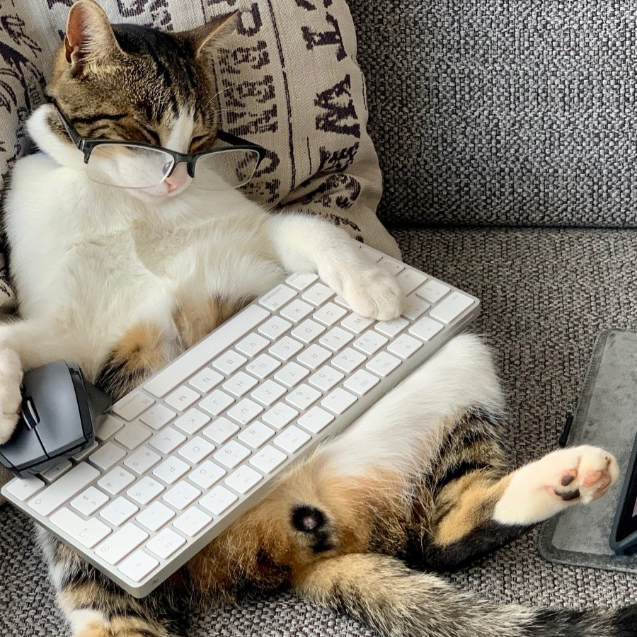 ACESEditors's tweet photo. If you now find yourself working from home, share a picture of your new co-worker. #workingcats #workingpets https://t.co/wovQvnmtC3