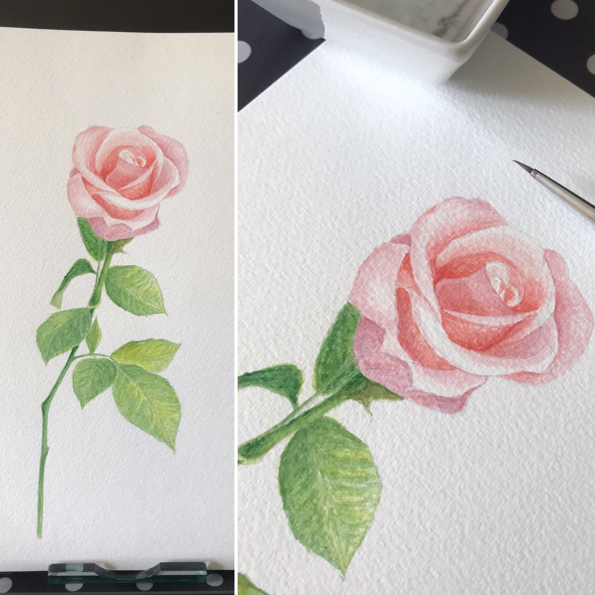 SpatialHarmony's tweet image. Pink rose #pinkroses #rosepainting #roseflower #watercolourpainting #watercolour #botanicalillustration #botanical