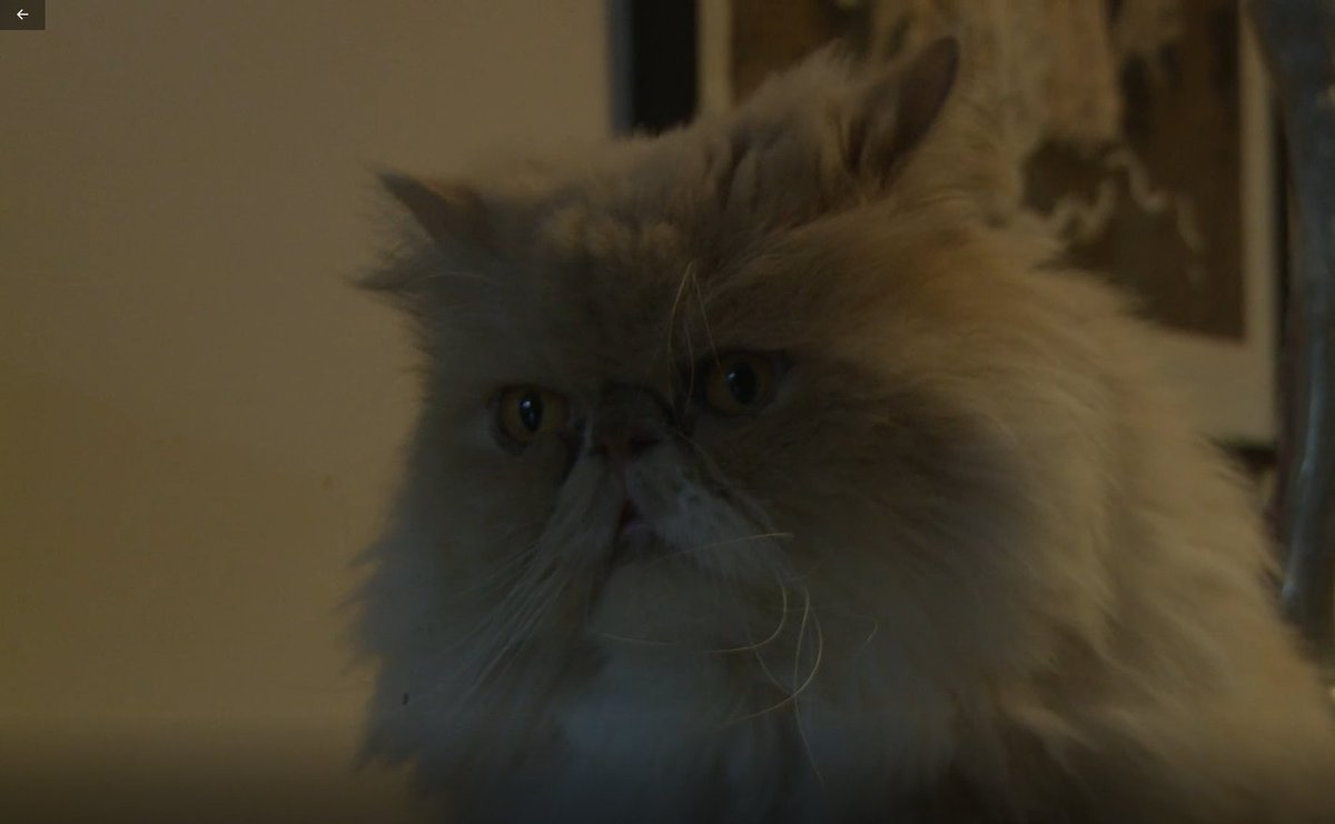 nealoshortdoc's tweet photo. This little dude alongside 3 others help us in location 2 of our shoot! 3 very furry crew members indeed. If you haven't checked out the documentary yet, see it through the link below!

https://t.co/nuCh9Uw1uD https://t.co/Jr9JPEmB0O