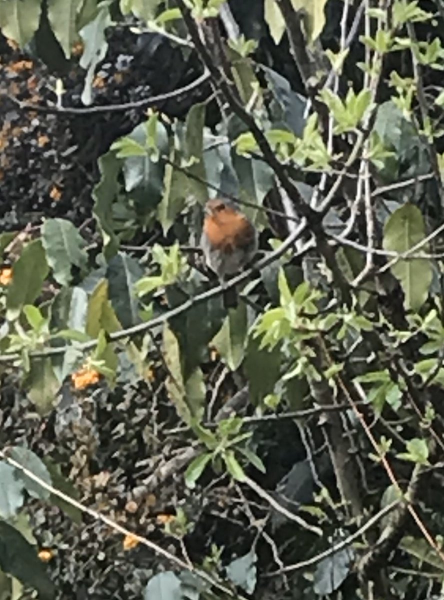 Scobbert's tweet photo. Mr and Mrs #Robin frequently returning with food (#insects beware!) to the nest they have made in the ivy/creeper on the corner of our lounge window #Chilterns #cheeping has been heard @Natures_Voice @_BTO #Springwatch https://t.co/Oopc0bwmHc
