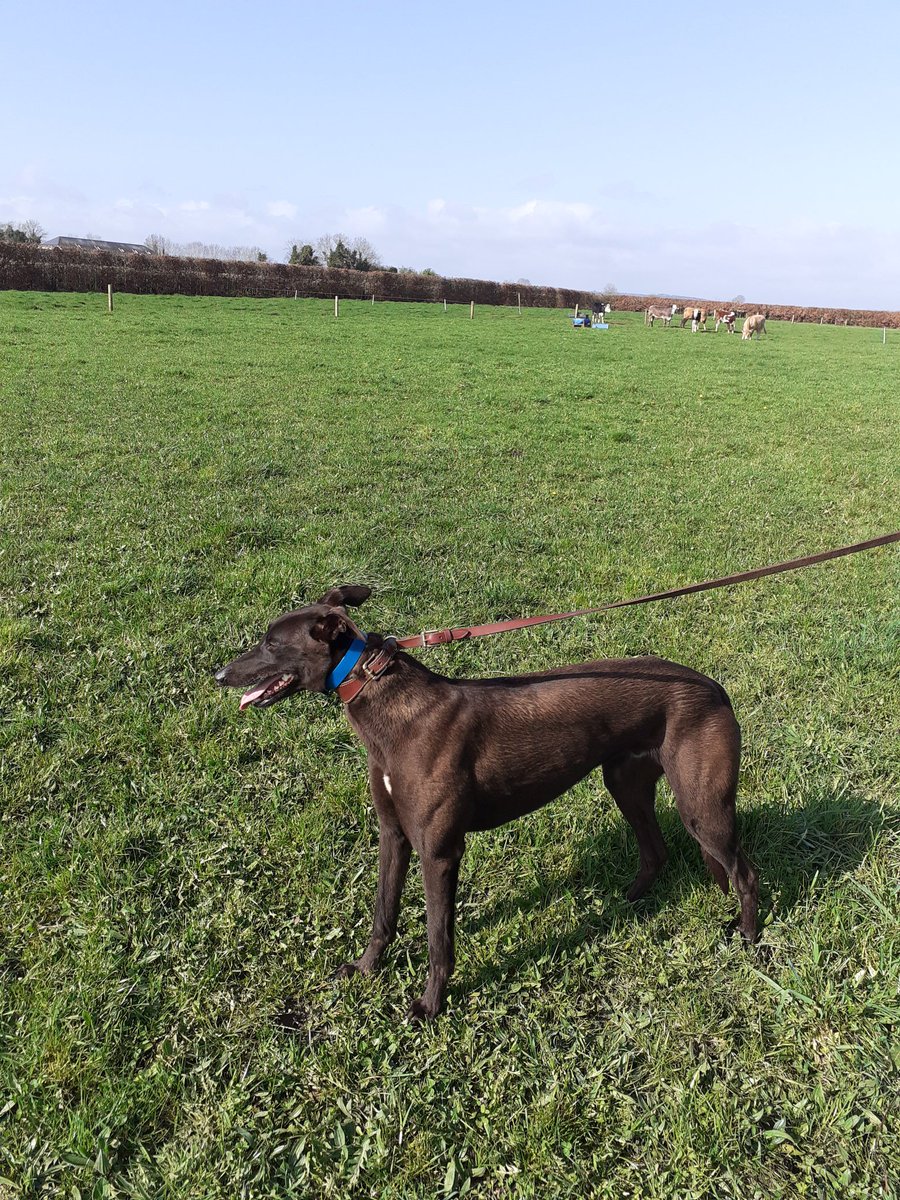 JackBride3's tweet photo. New arrival, first day out on the gallops. Think this is the one to bring me into the big time 🚀🚀🚀 #Mac3 #derby2021 https://t.co/kucPNKZdte