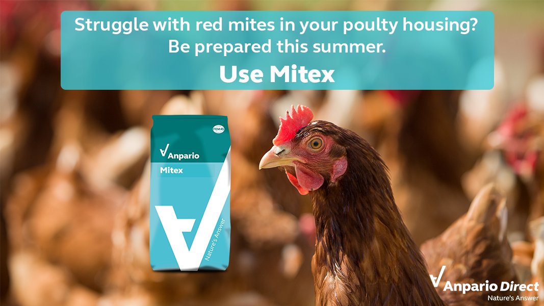 AnparioDirect's tweet photo. Do you struggle to get rid of those pesky #redmites? The sun is out 🌞 but that means so are red mites!

Use #Mitex our natural mite control powder to help prevent mite infestation in 🐓 housing.

Read More: https://t.co/563GMH1Mw6

#poultry #chickens https://t.co/gEUER0drpa