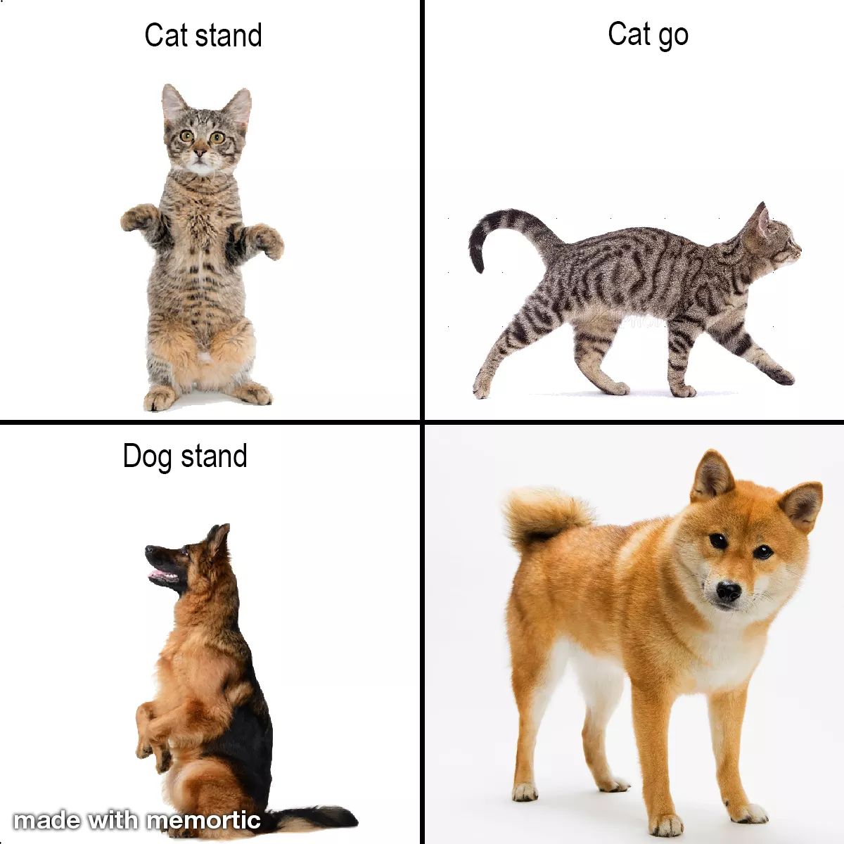 DankMemesClub's tweet photo. https://t.co/assPdJU5tJ