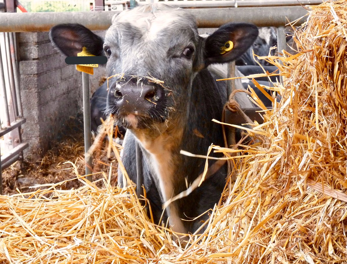 robdvet's tweet photo. What a great initiative: Great British Steak Night, Sat. 11th April
#BackBritishFarming #BritishBeef as we are busy turning #grasstobeef 🇬🇧🥩🇬🇧🥩🇬🇧🥩🇬🇧 https://t.co/yf3GhtHyrQ