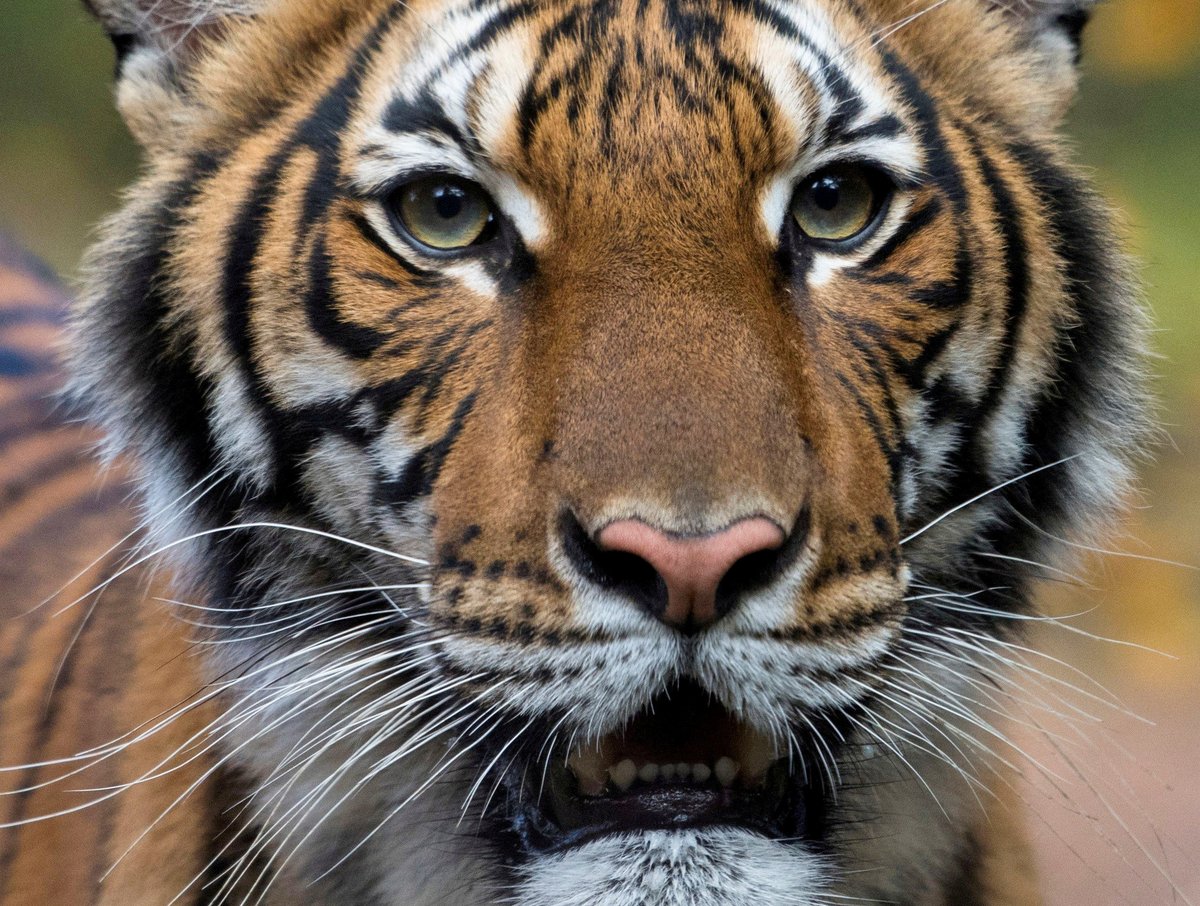 Reuters's tweet photo. A 4-year-old Malayan tiger at the Bronx Zoo in New York City has tested positive for the coronavirus. Officials believe this is a unique case because the tiger became sick after exposure to an asymptomatic zoo employee https://t.co/NY4lrD6Wqe https://t.co/lRIIfLOE8r