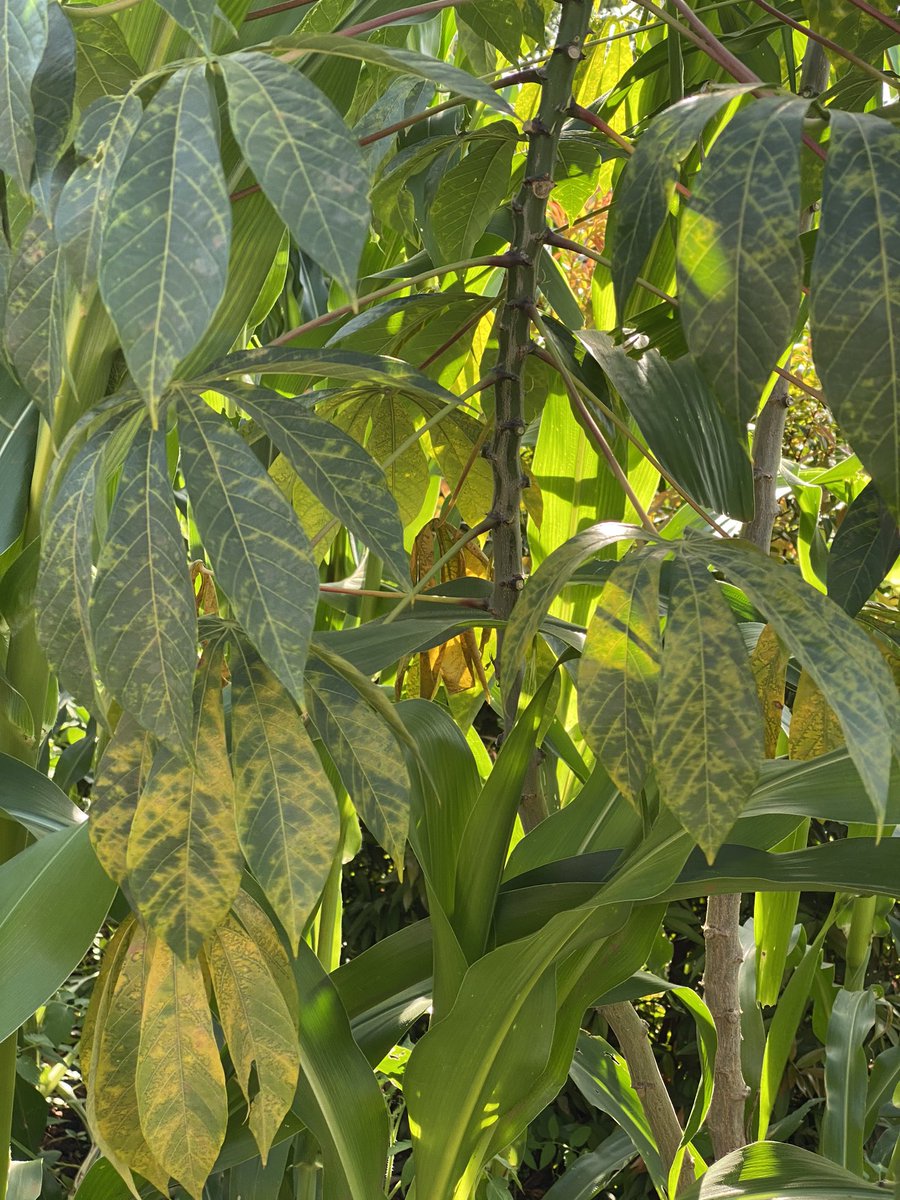 laura_boykin's tweet photo. Plants are so sick with viruses (and other pathogens and pests)too. Once this whole thing passes I hope to get back to #sequencing4farmers. https://t.co/HSZ1IQPgPc