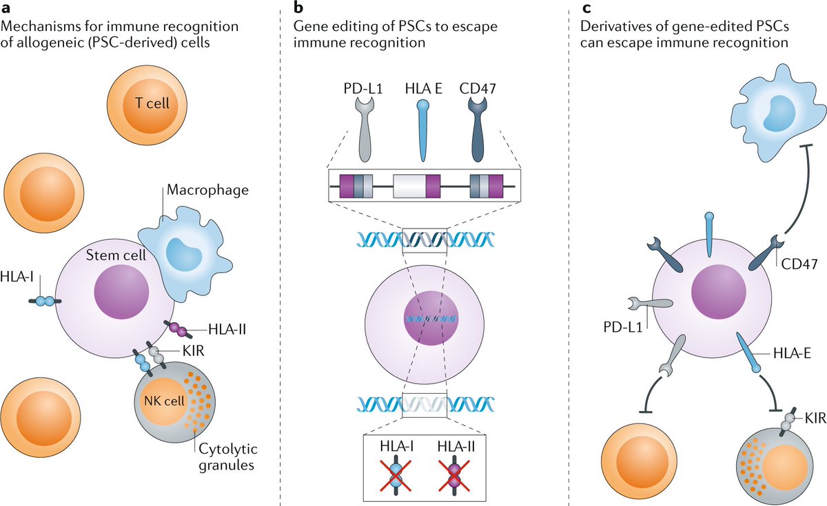 Next-generation stem cells | #stemcells #cellengineering #HSC #MSC #PSC #DMD | Robert Lanza @RobertLanza @AstellasUS | Review @NatRevDrugDisc rdcu.be/b3qkO