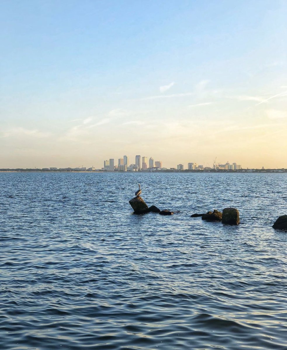 #SocialDistancing ain’t just for the birds. We love our home #tampabay. Please stay safe friends. #cleargram 📸 by (iger: leni.jb) #lovefl