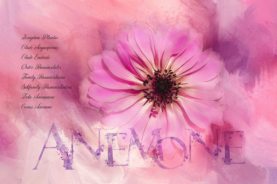 TerryIKON's tweet photo. "Anemone Classification" by Terry Davis https://t.co/8dq9hGS3ID
#Anemone #Flower #Pink #CLassifiation #TerryDavis @TerryIKON https://t.co/FMBIn2pB82